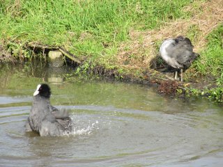 Waterkip