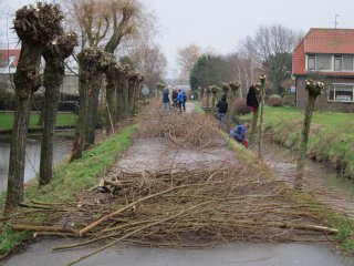 Wilgen knotten