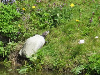 Roodwangschildpad