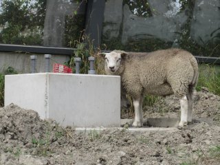 Schaap