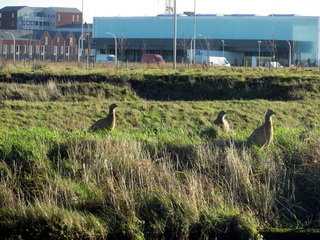 Harnaschpolder fasanten