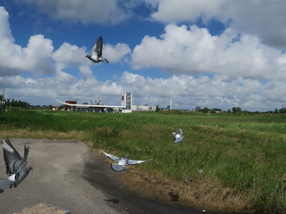 Duiven lossen Harnaschpolder