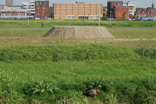 Harnaschpolder Oeverzwaluwen terp