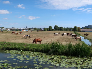 Droogte Paarden