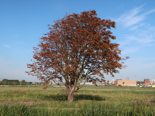 Harnaschpolder